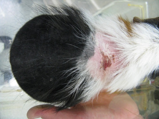 Guinea Pig, mid mite-treatment